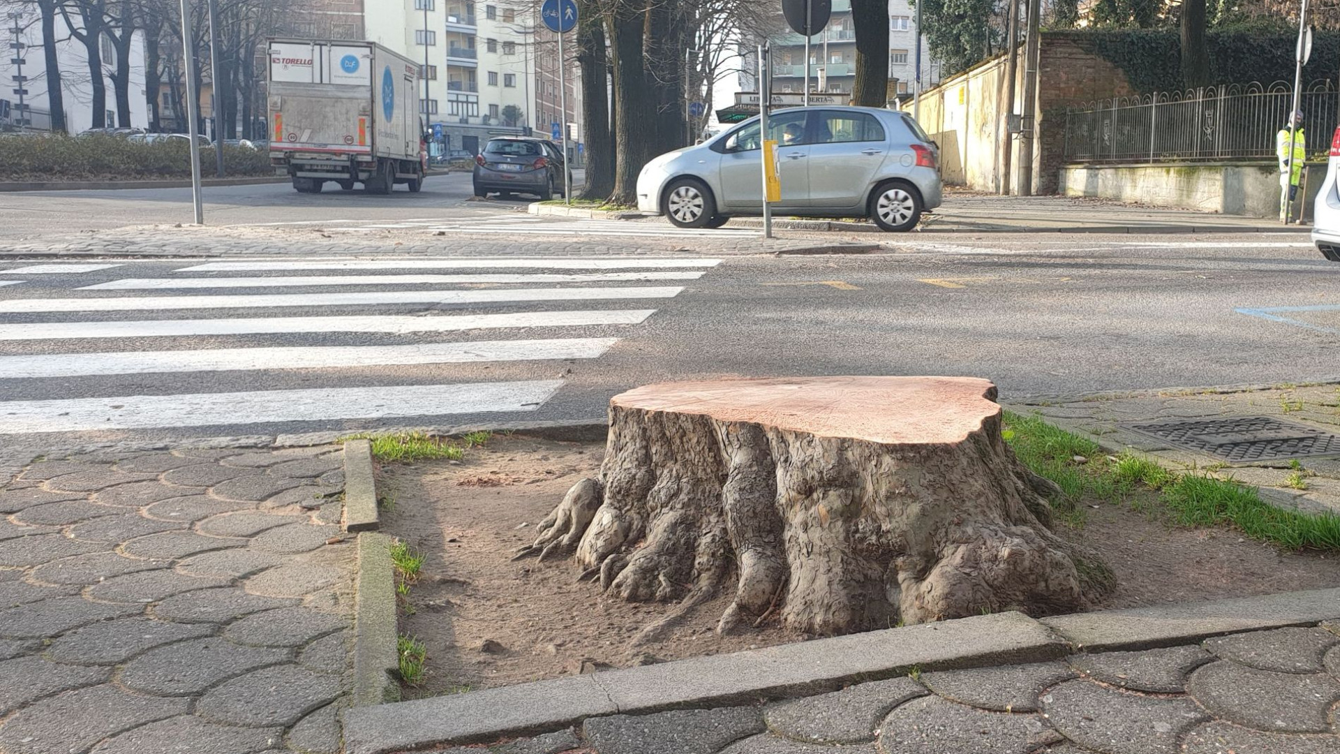 Tagliati i 14 platani malati e pericolosi. "Saranno sostituiti"
