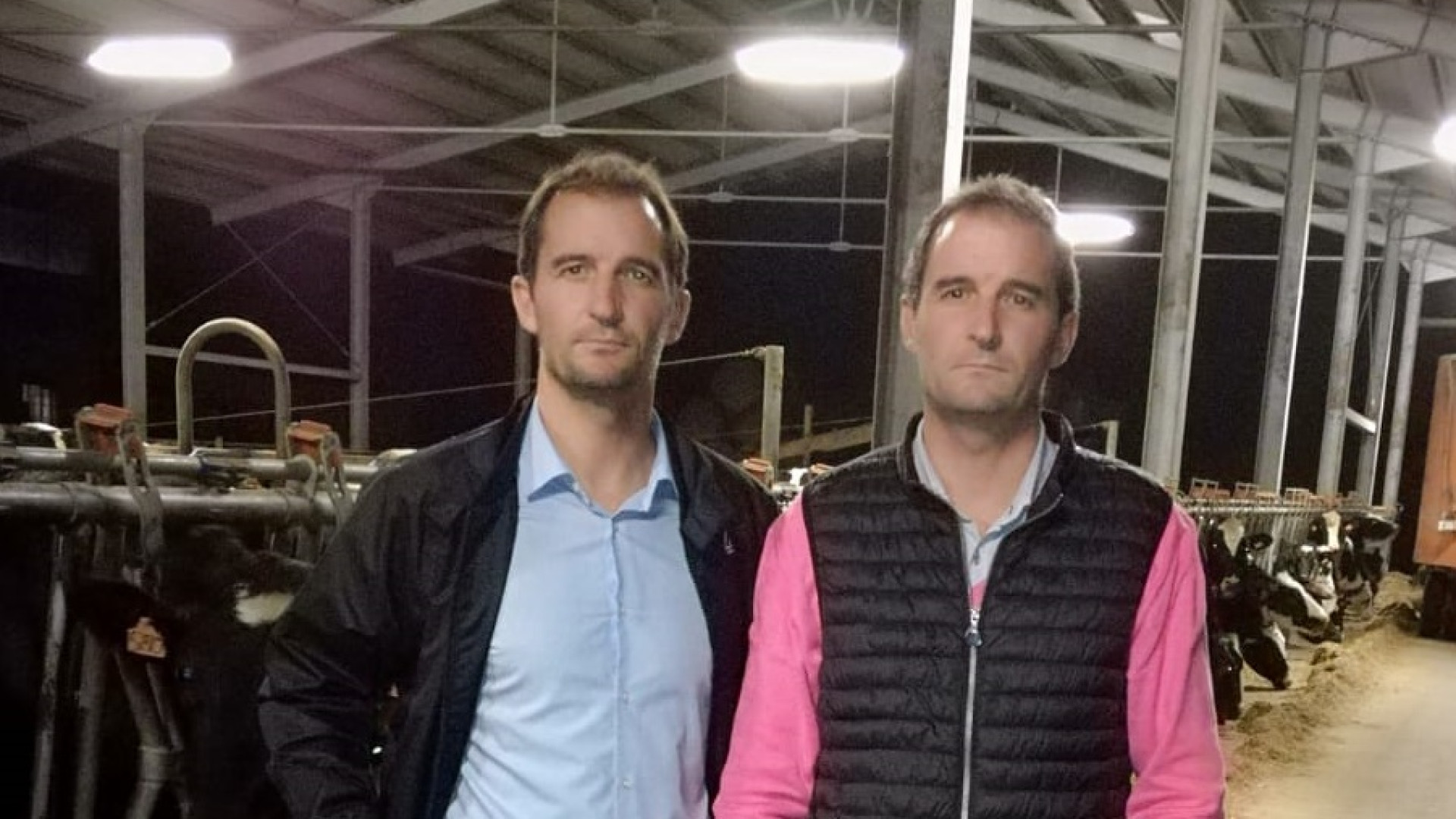 Il lupo uccide anche in pianura: sbranata una vacca gravida