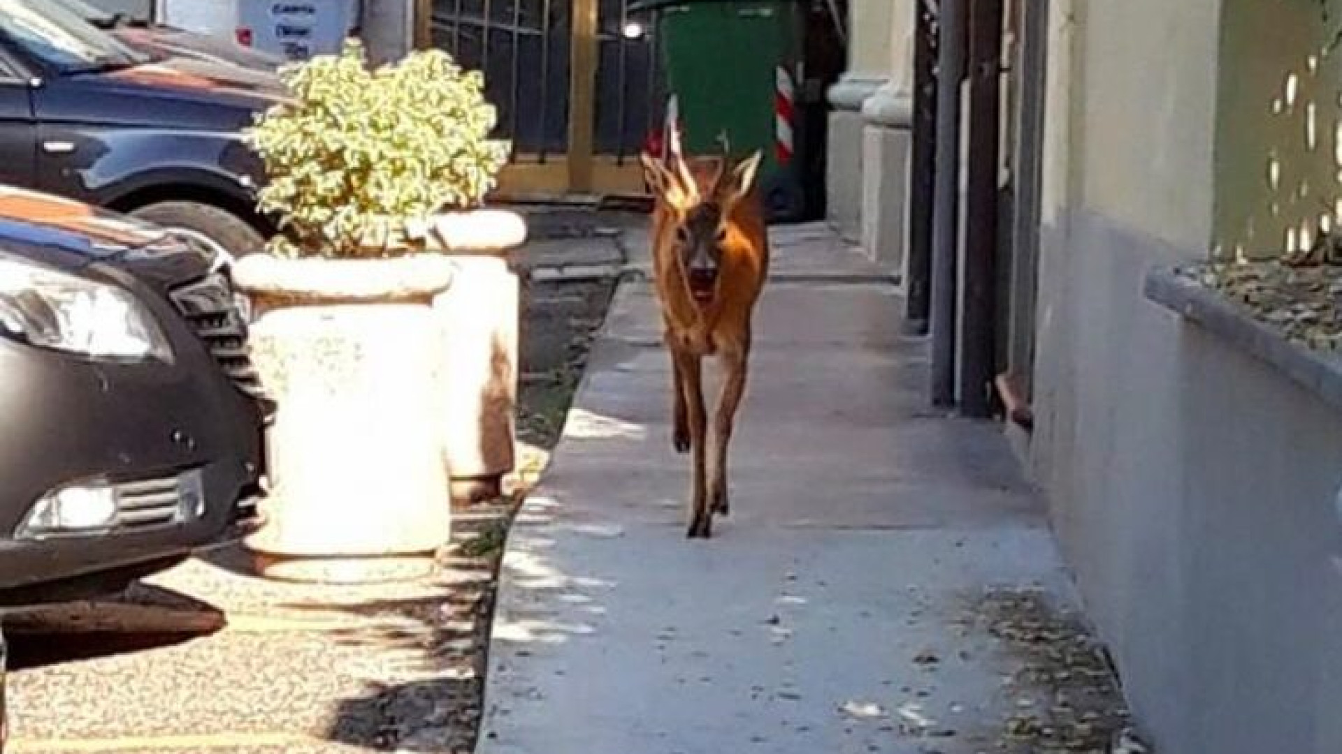 Capriolo intrappolato in un cancello in pieno centro a Castel San Giovanni