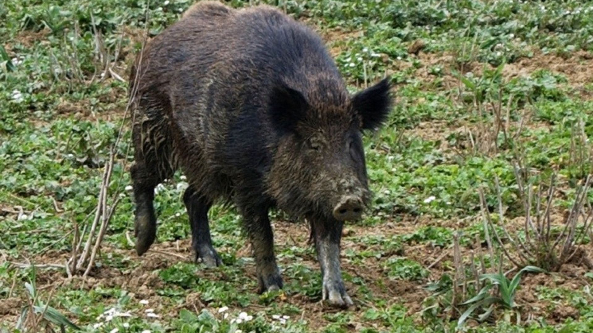 Sfortuna nera: investe un cinghiale e viene tamponato da un'auto