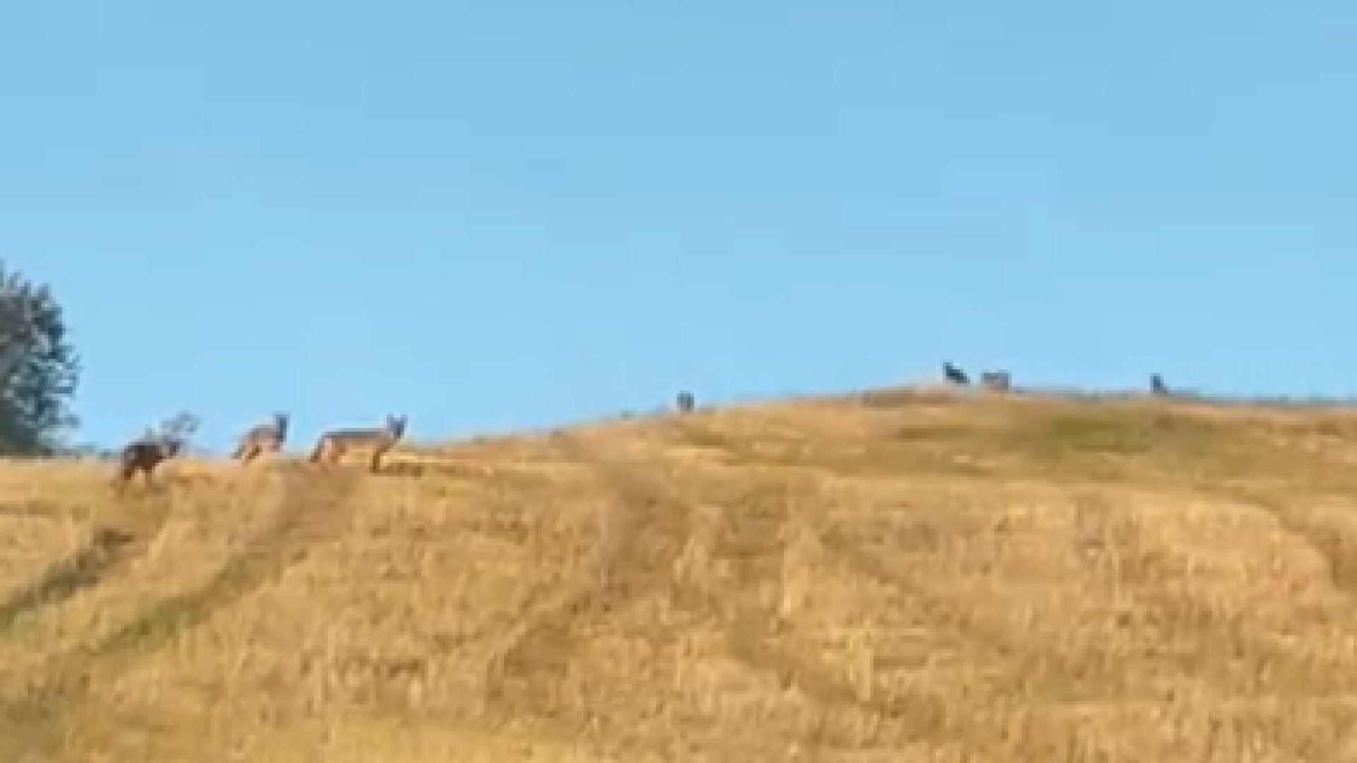 Alta Val Tidone, branco di lupi avvistato in pieno giorno nei campi a Tassara