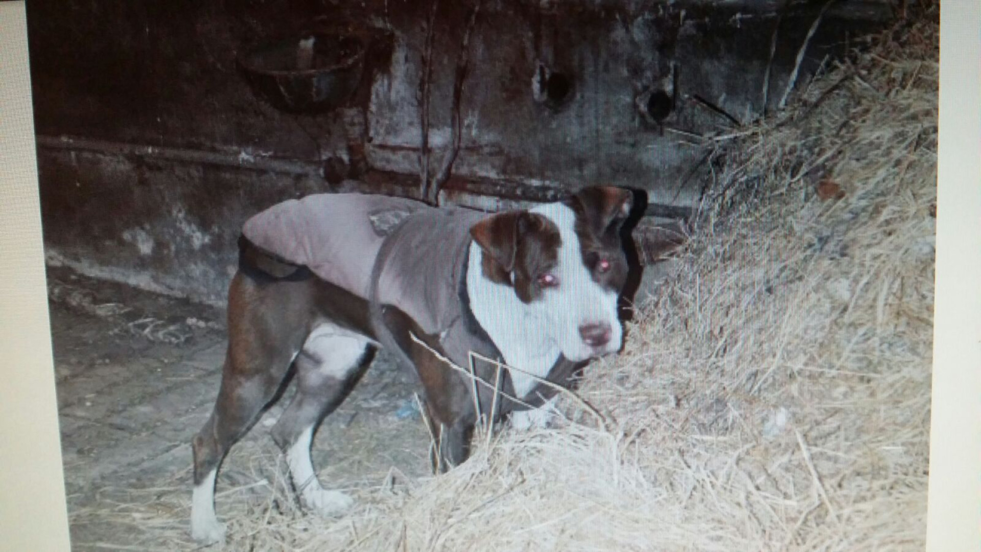 Lugagnano, incendiano la cuccia del cane: due fratelli tornano in carcere