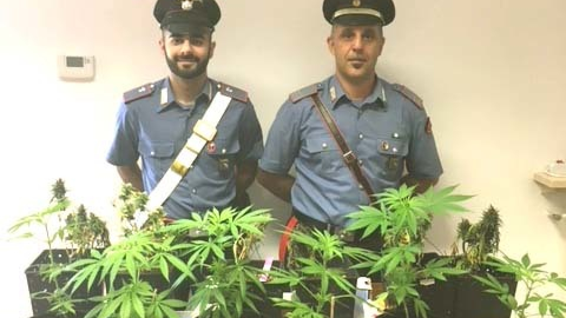 In casa aveva 12 piante di marijuana: 39enne denunciato per coltivazione di stupefacenti