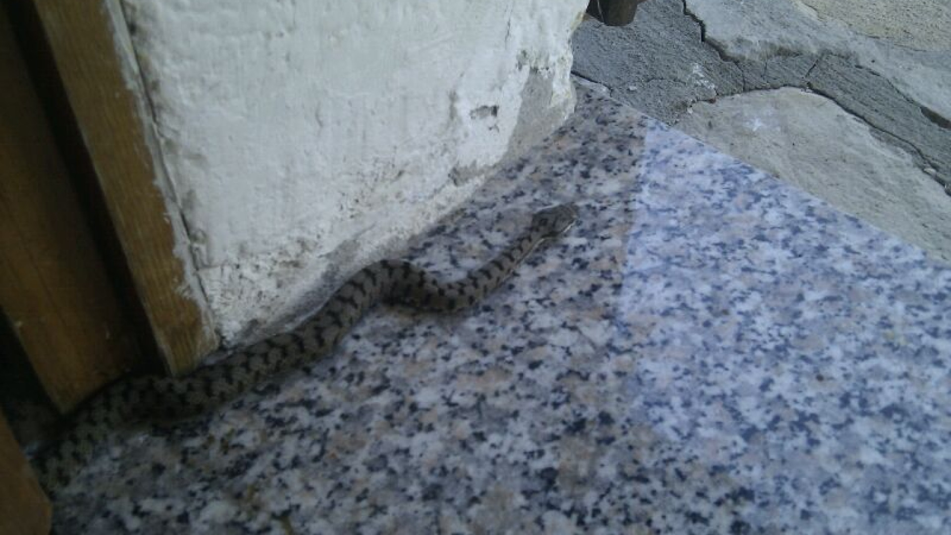 Bobbiano di Travo: faccia a faccia con la vipera nel tinello di casa