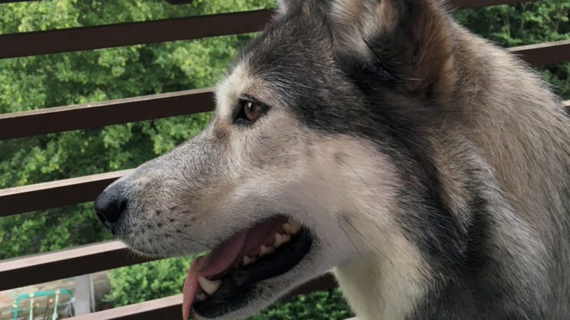 Besurica, scatta l'allerta sui gruppi di vicinato per tentati furti di cani