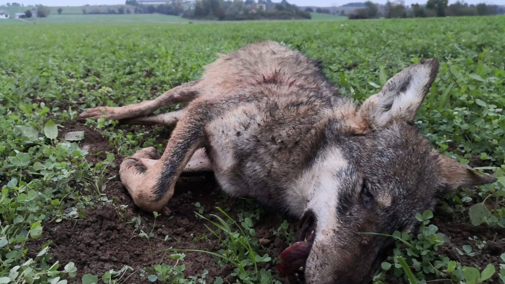 Parco dello Stirone, lupa uccisa da un colpo di fucile: indagano i carabinieri forestali