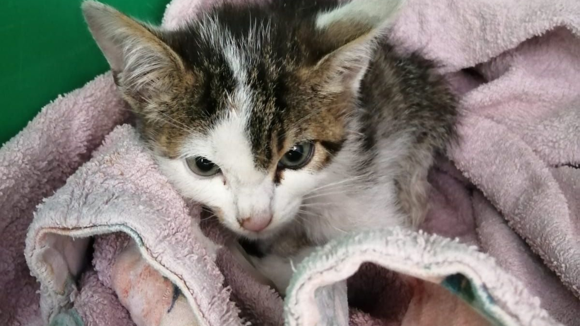 Castel San Giovanni: gattino finito nel canale salvato da operaio e volontaria