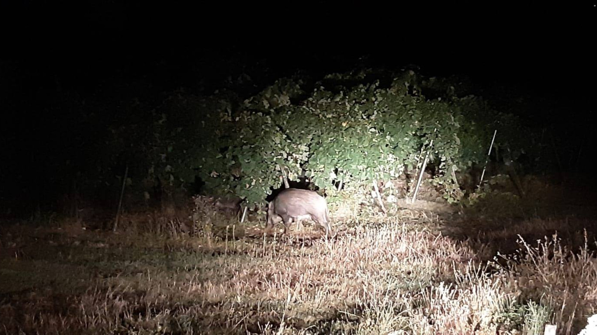 Croara, l'appello dei residenti: "Cinghiali nei giardini, qualcuno ci aiuti"
