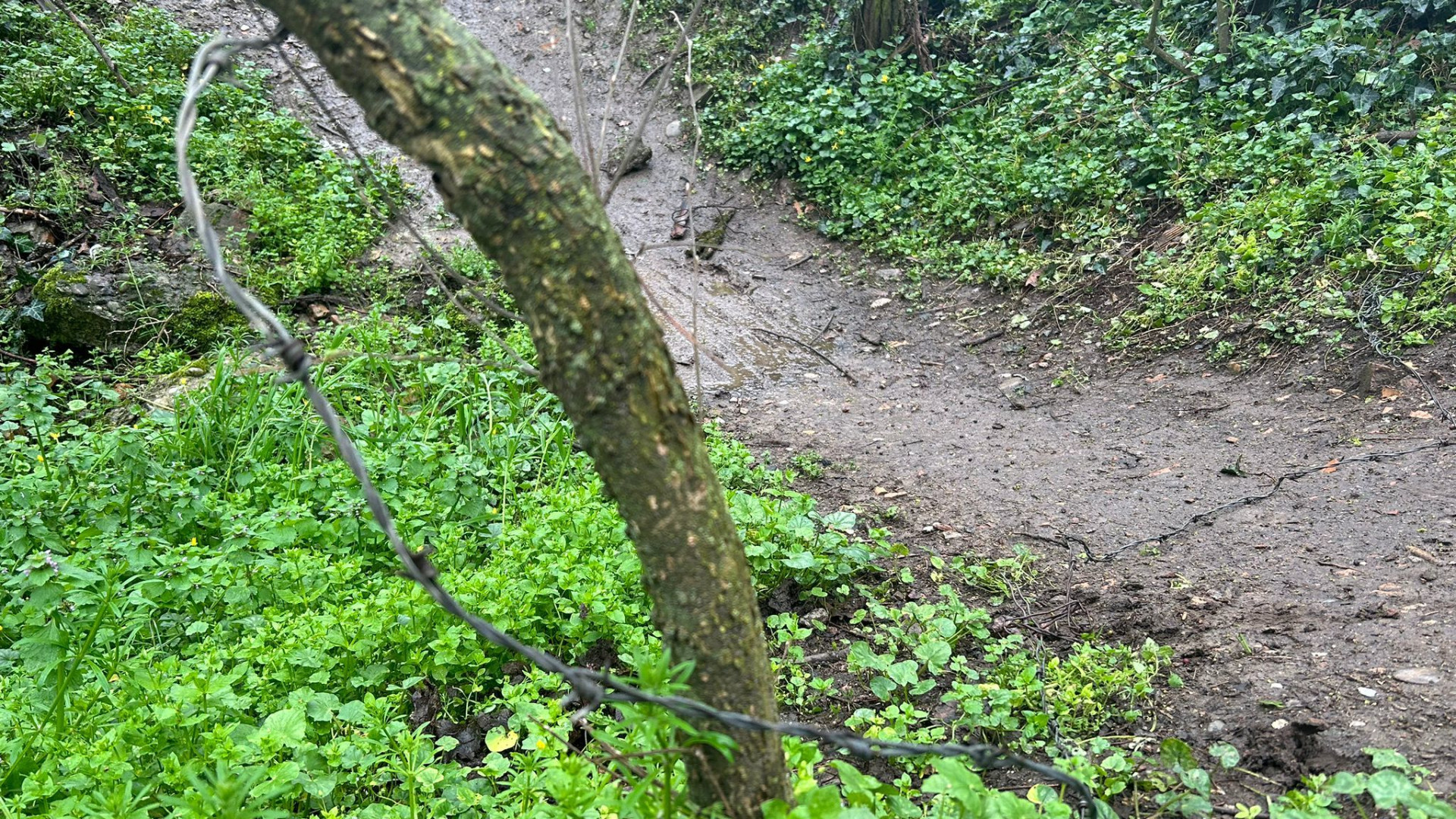 Filo spinato nel parco della Galleana di Piacenza: "Mio figlio poteva farsi male"