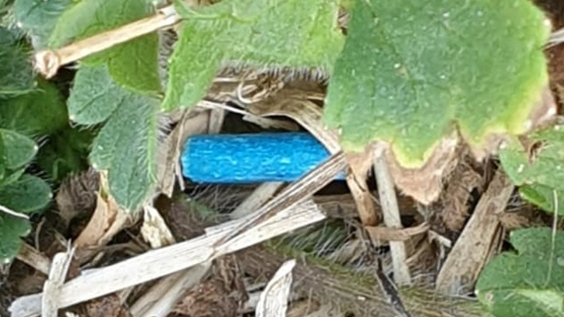 Gossolengo, altri bocconi avvelenati in via dei Rivi: chiusa l'area per cani