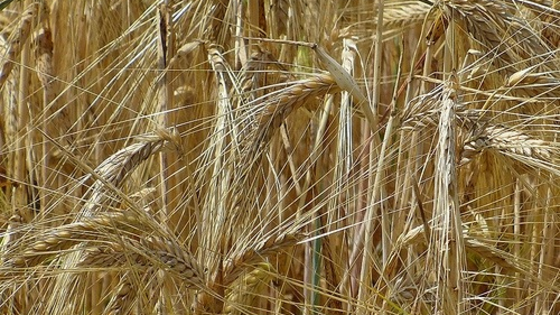 Certificazioni "bio" contraffatte: 60enne piacentino ai domiciliari