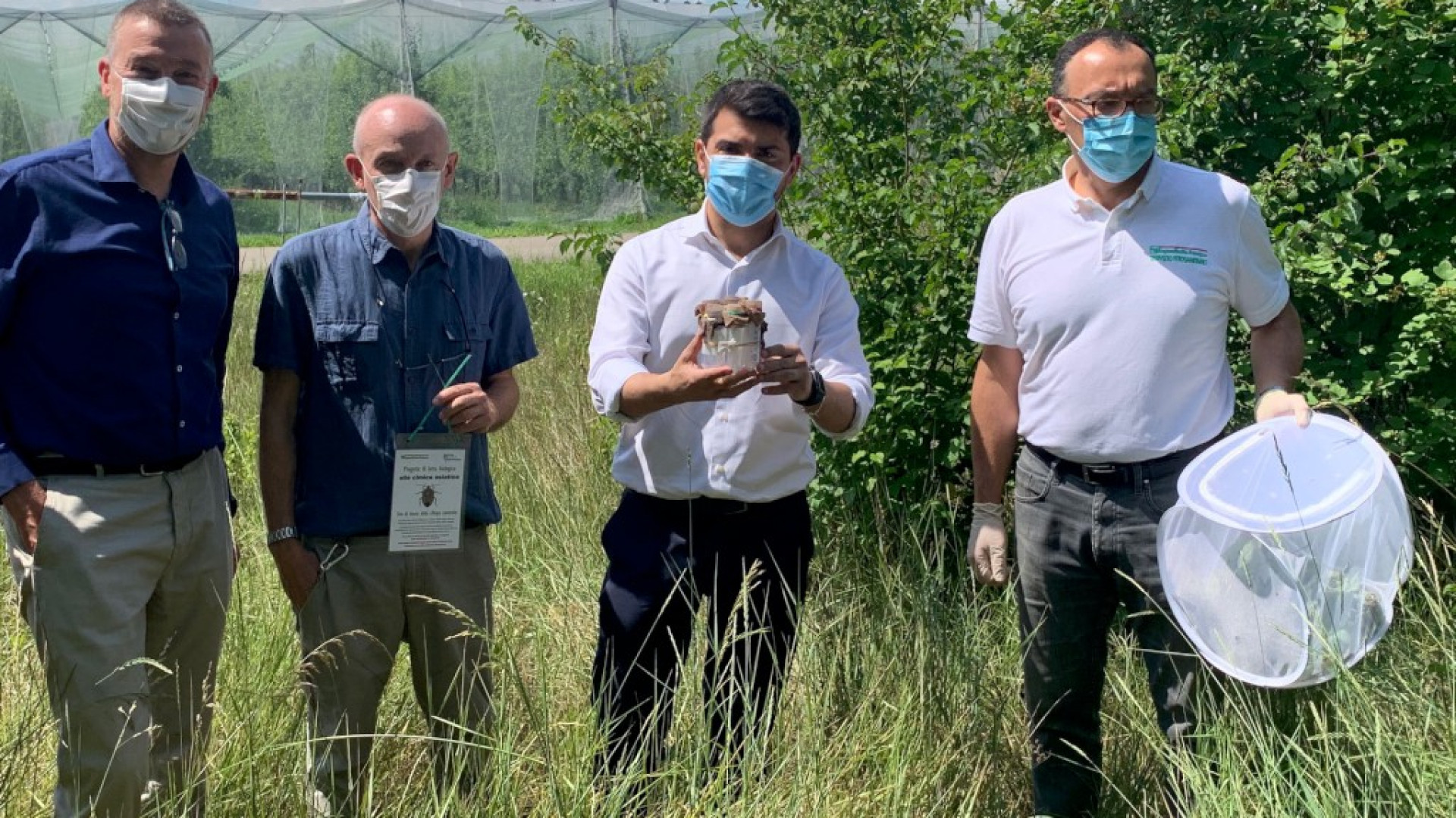 Lotta alla cimice asiatica, a breve nel Piacentino 18 rilasci di vespa samurai