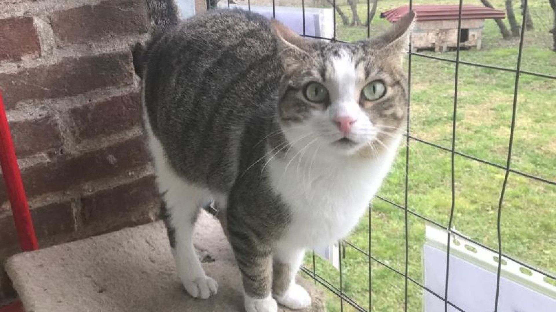 Festa del gatto, i volontari di Leap: "In aumento le rinunce di proprietà"