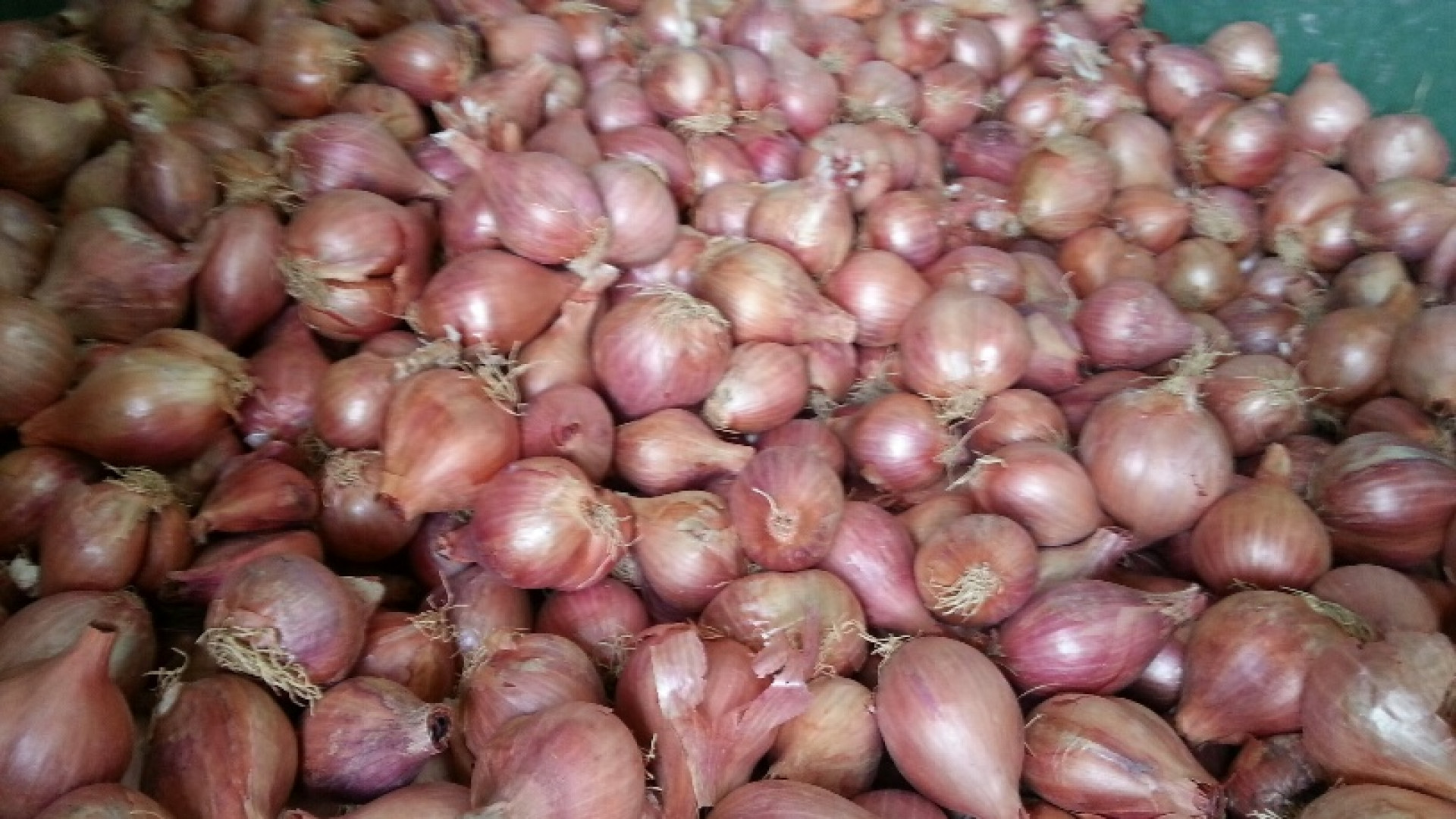 Cipolla: annata buona, ma prezzo dimezzato. Cresce la produzione della patata