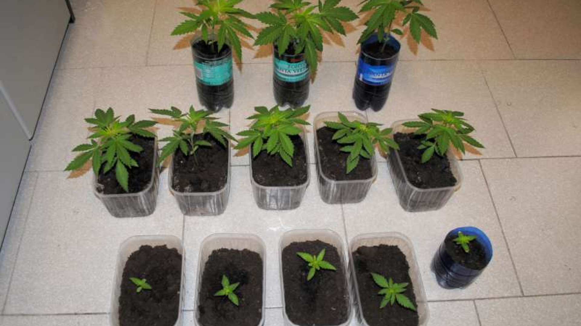 Danneggiano un'auto, la polizia li rintraccia e trova 13 piante di marijuana