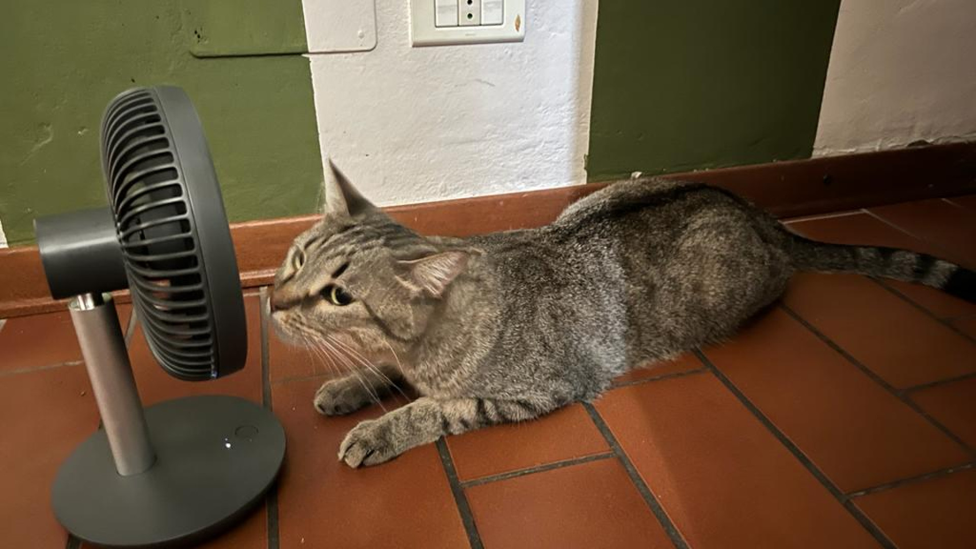 Anche gli animali soffrono questo caldo torrido. Ecco i consigli del veterinario