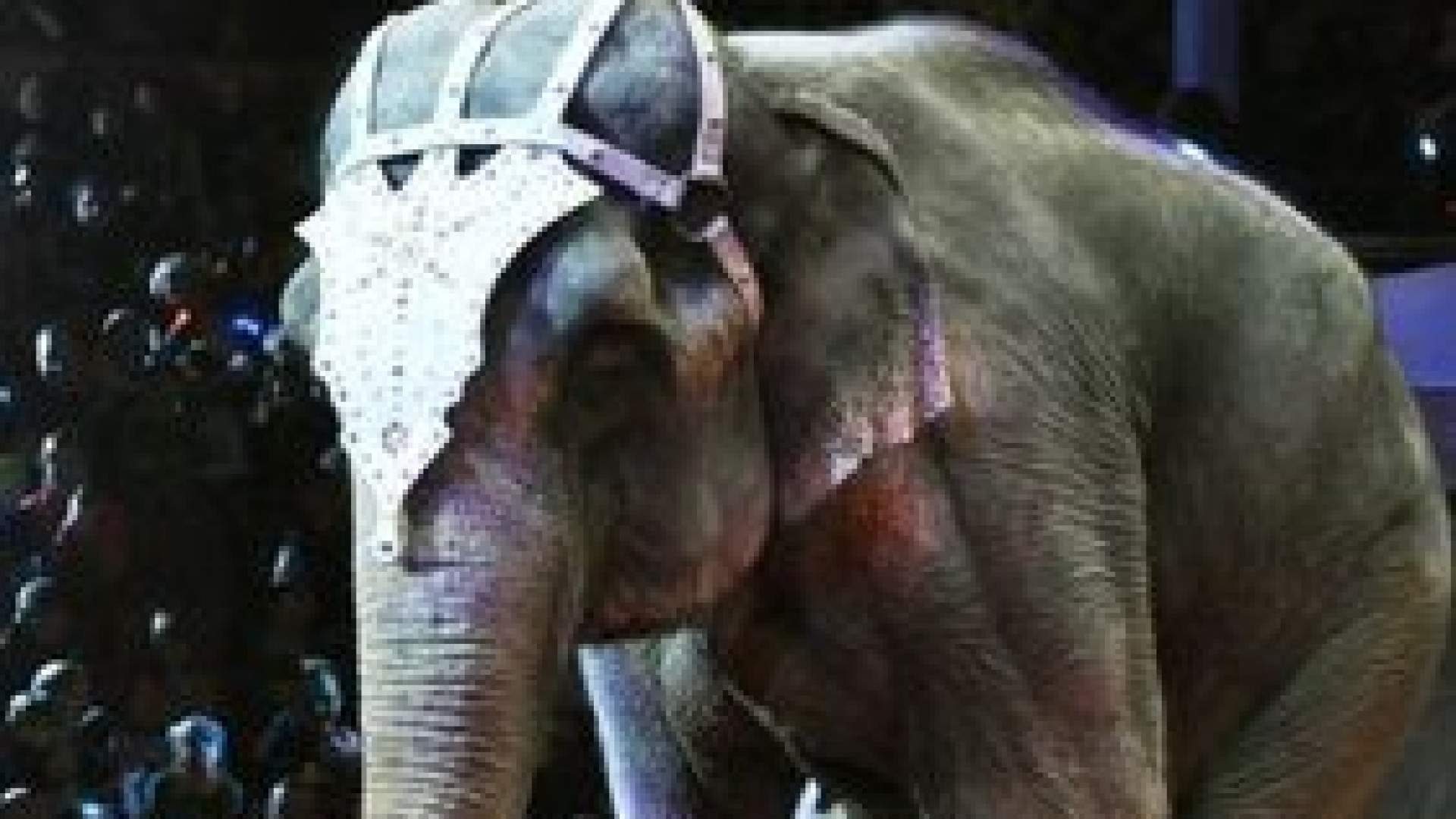 "Piacenza inospitale per i circhi con animali". Ok al regolamento in commissione