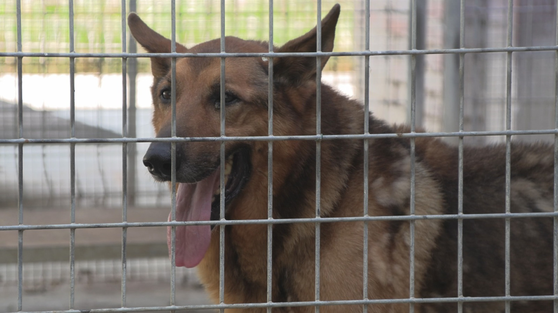 Montebolzone, da gennaio 80 cani: "Abbandoni in calo ma riflettere prima di adottare"