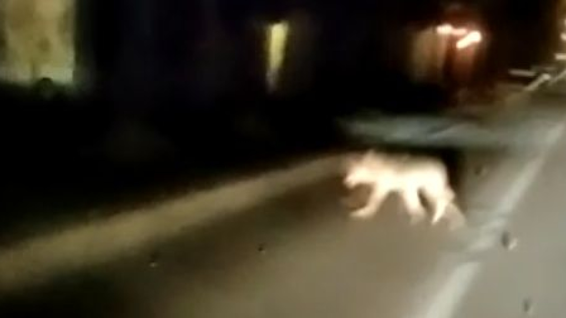 Lupo a passeggio tra viale Malta e viale Maculani. Prefettura: "Ecco cosa fare"
