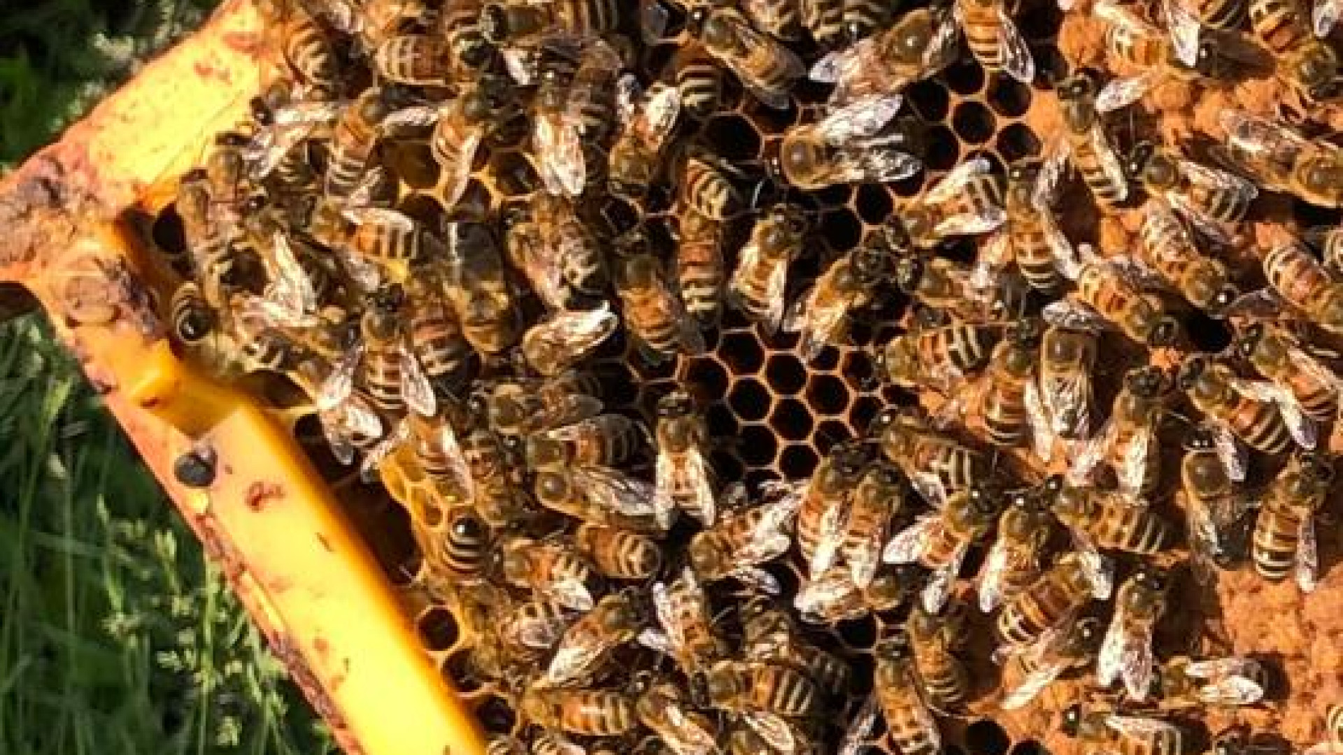Rubati oltre 100 telai a un apicoltore di Trevozzo: produzione di miele a rischio
