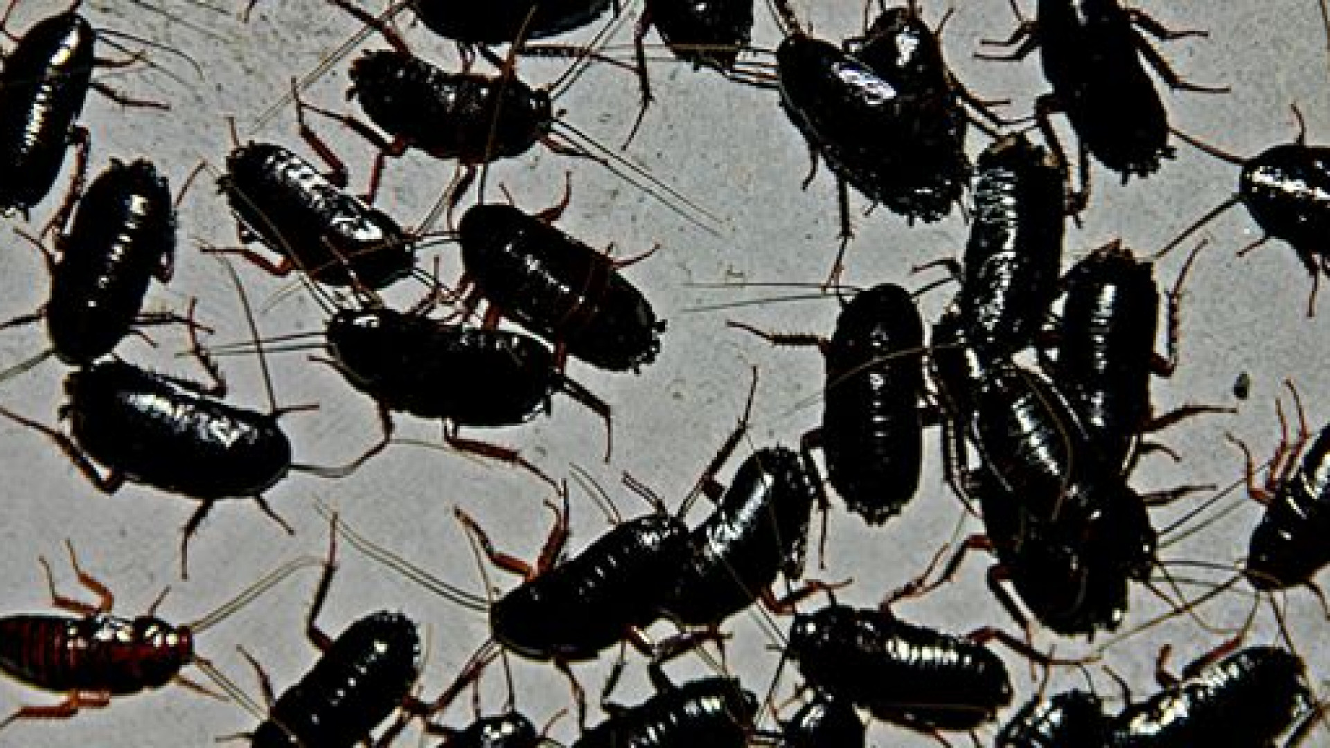 Case popolari, culla invasa dagli scarafaggi. "E' invivibile"