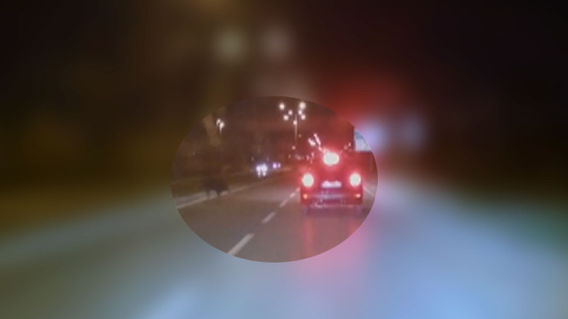 Cinghiale attraversa via Einaudi. Vernasca, ucciso esemplare da  190 chili. Video