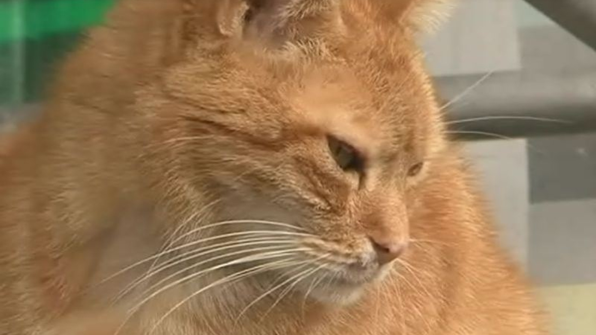 Investe un gatto e se ne va: multa per omissione di soccorso