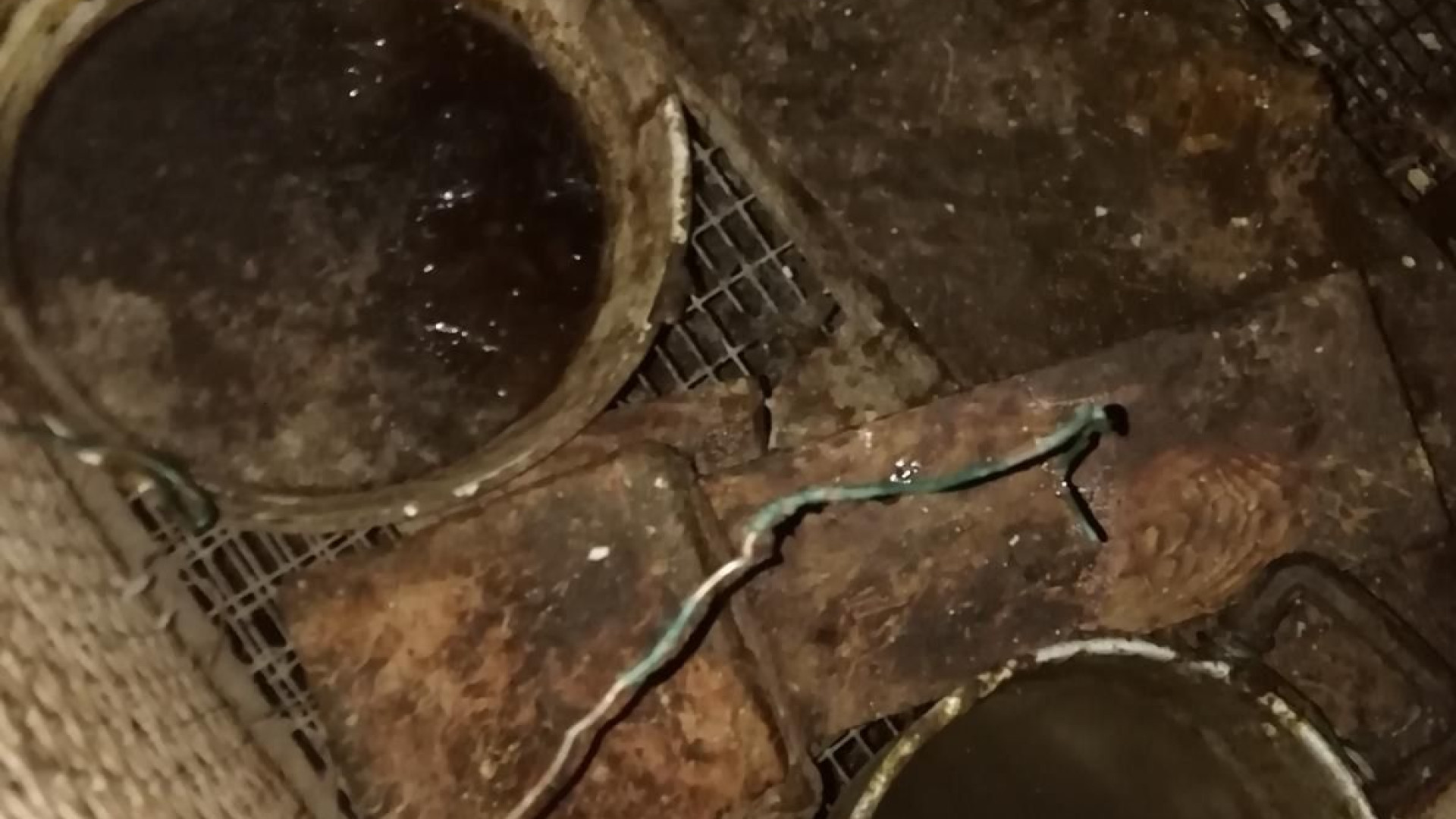 Due cani rinchiusi in pollaio fatiscente, intervengono le guardie Enpa