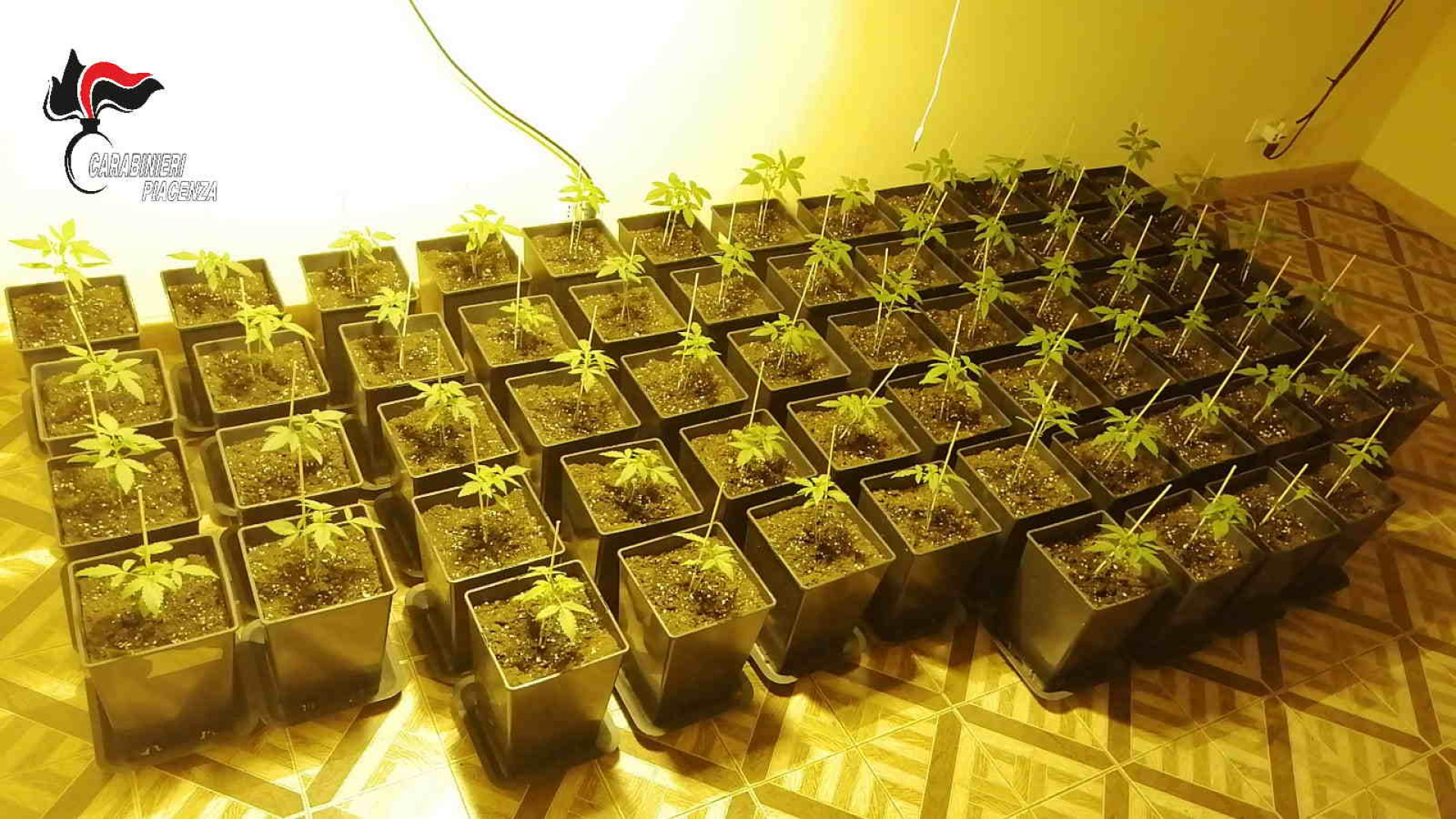 Serra con 200 piantine di canapa indiana e 1,2 kg di marijuana: 4 arresti