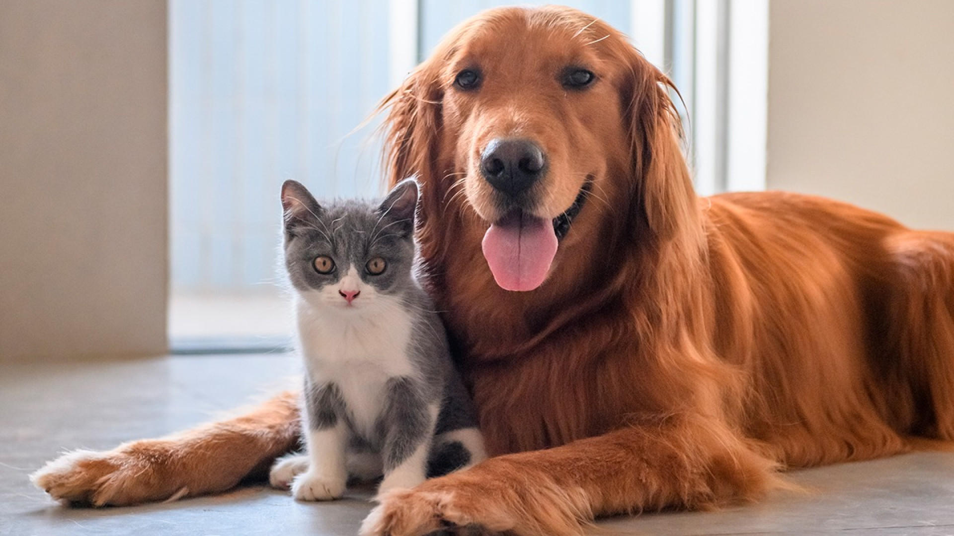 Registro tumori per animali da compagnia: via libera progetto sperimentale