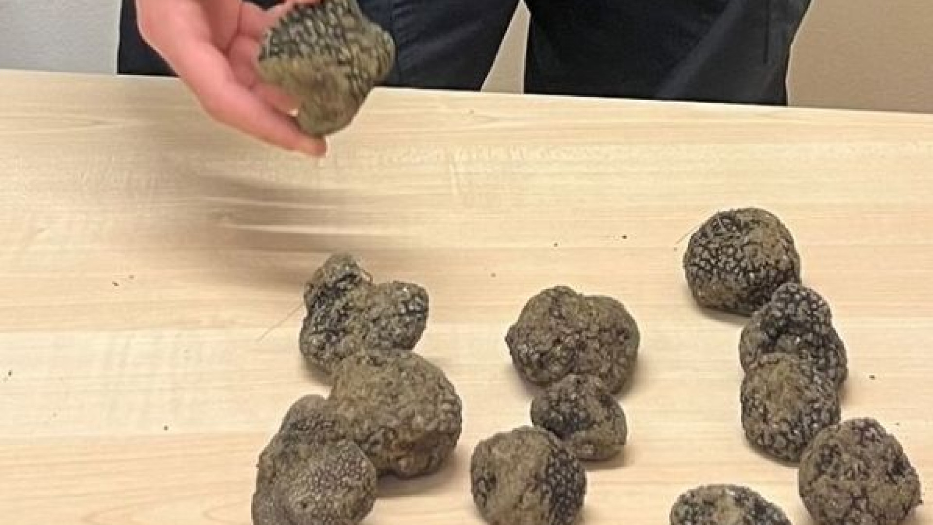 Raccolta dei tartufi in un periodo vietato: 500 euro di multa per un piacentino