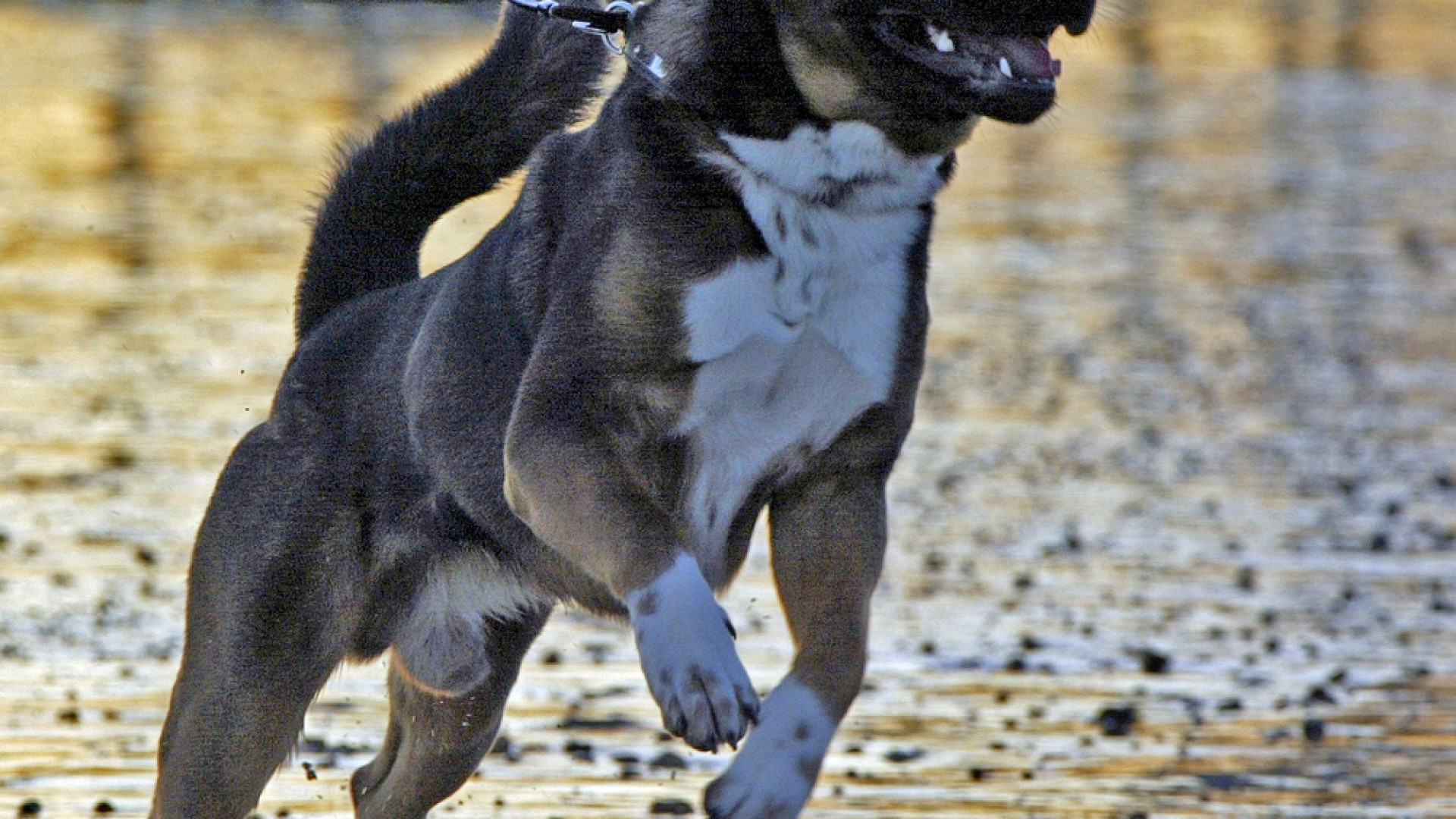 Scaglia un rottweiler contro gli agenti: 18enne arrestato per spaccio