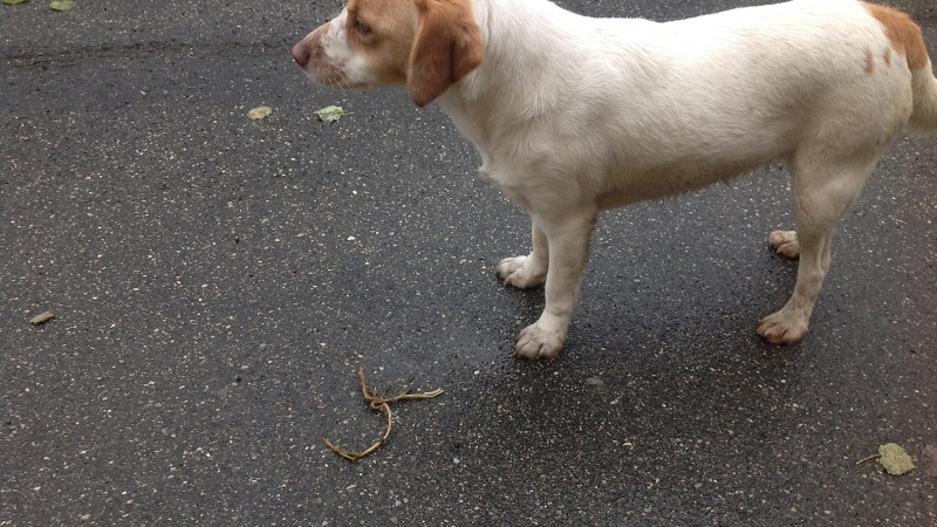 Da oggi i proprietari di cani devono pulire anche la pipì: ordinanza comunale
