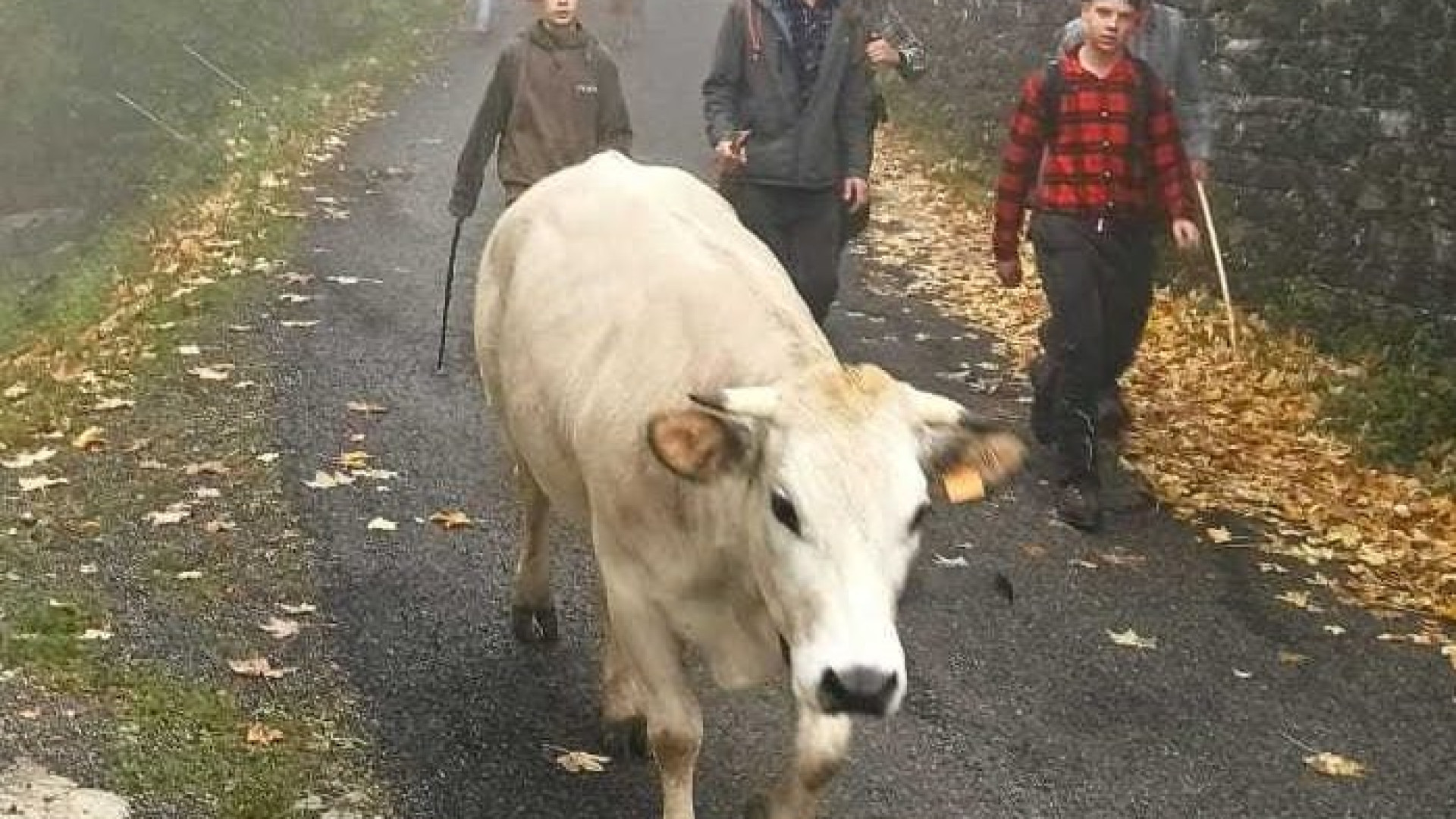 In Alta Val d'Aveto il fascino eterno dalla transumanza delle manze
