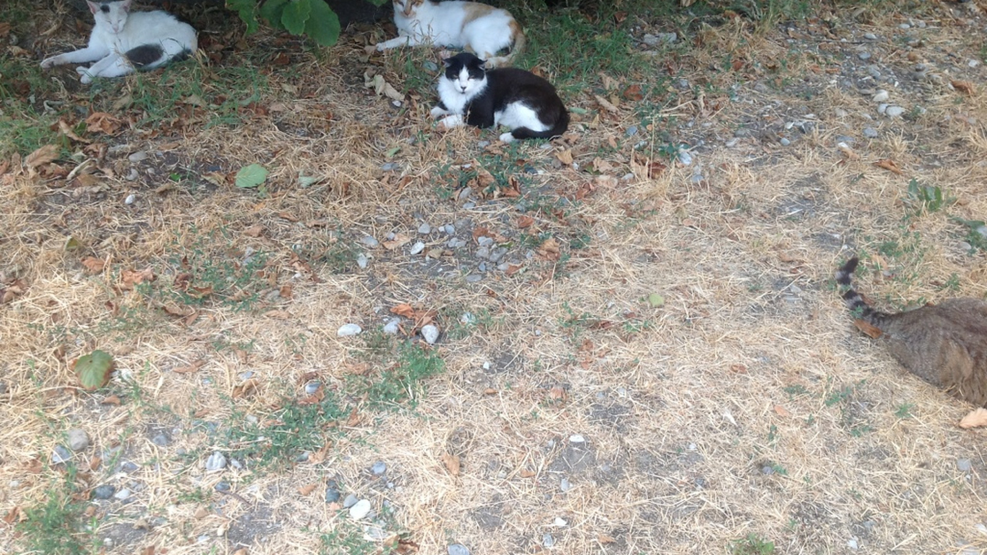 Gattile: "Vogliamo un'ordinanza per gestire gli abbandoni dei cuccioli"