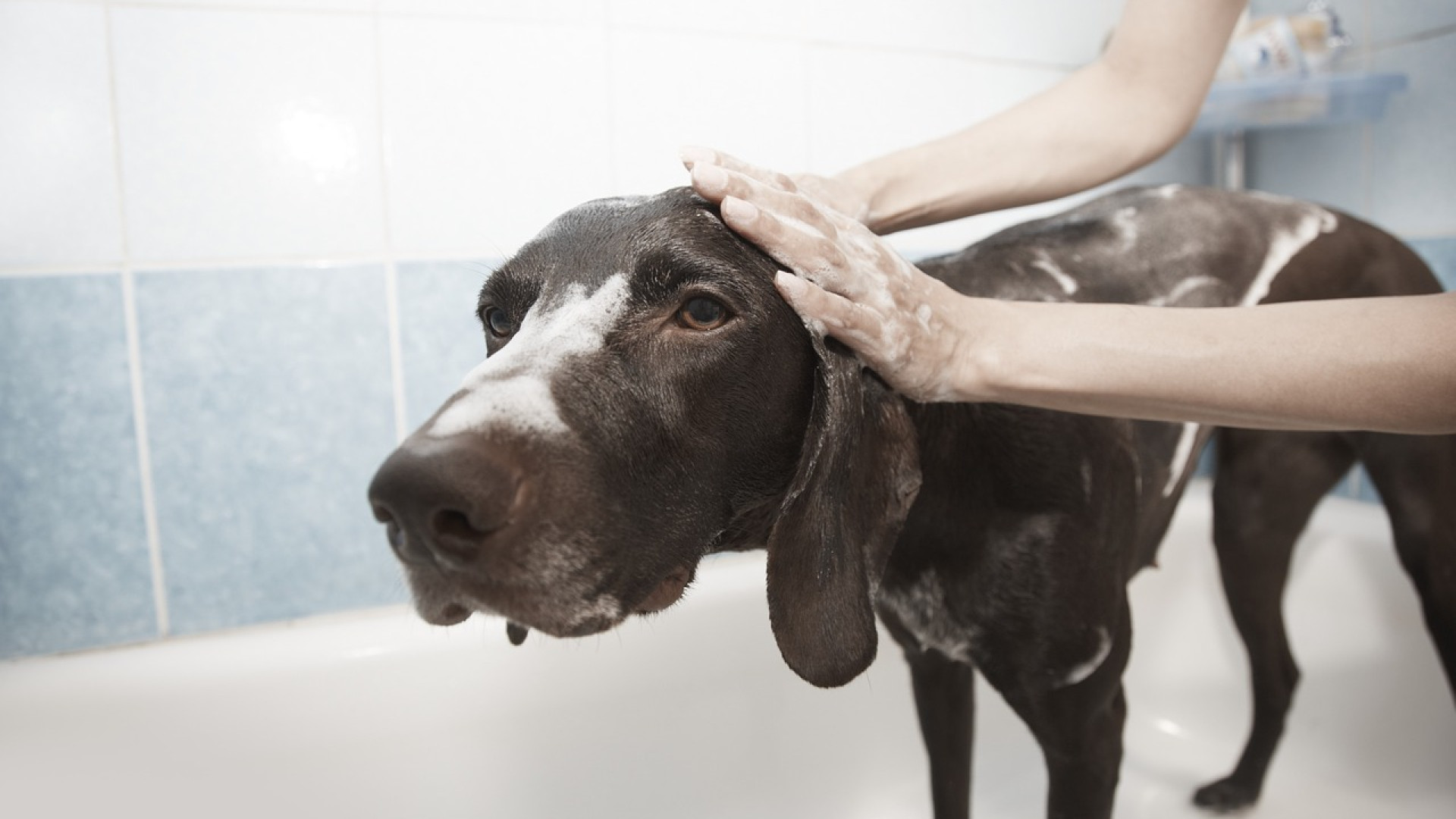 Covid, riparte in Emilia Romagna la toelettatura degli animali. Le norme