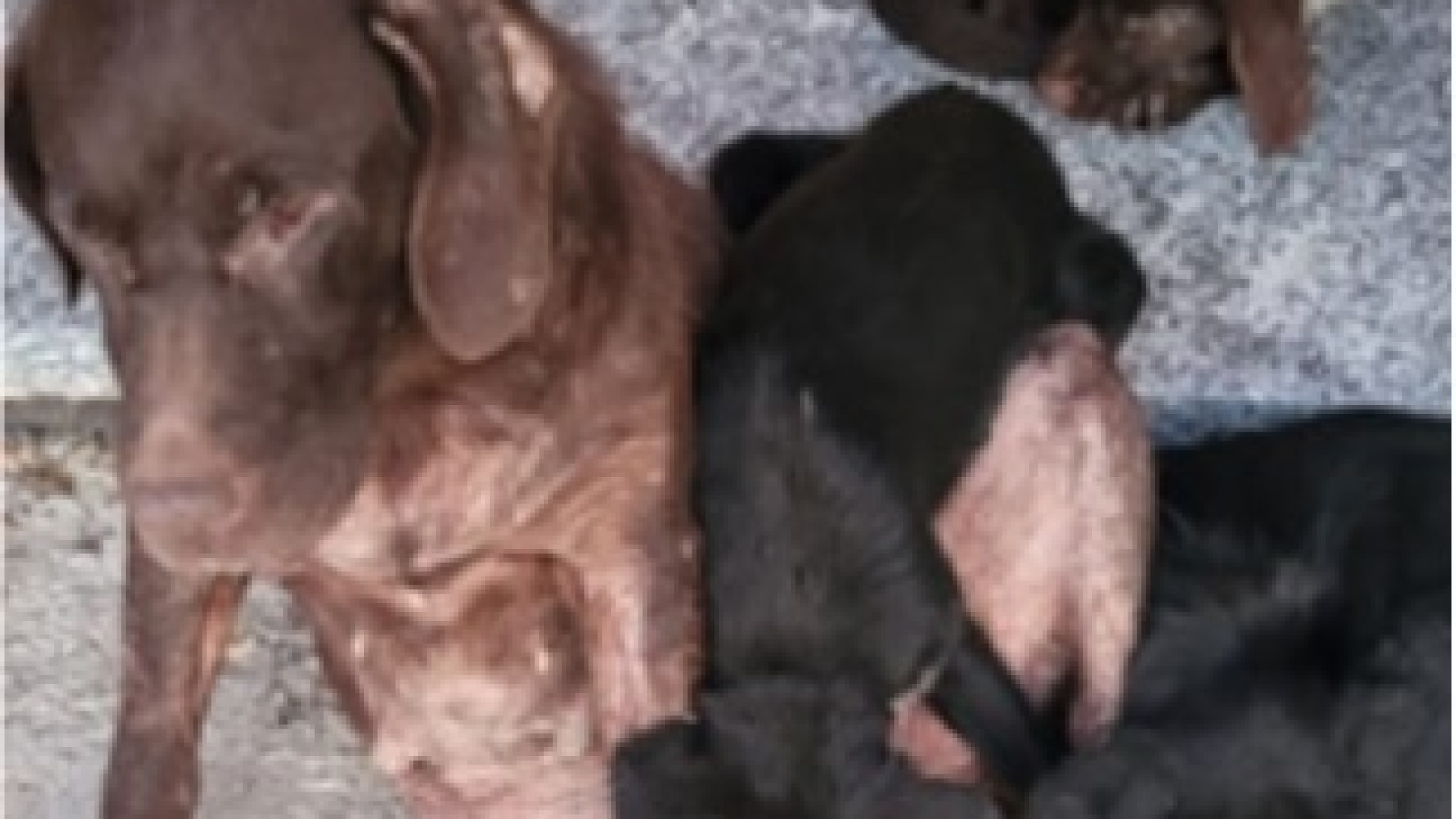 Val d'Arda, cinque cani malati e maltrattati salvati da Enpa: maxi multa ai padroni