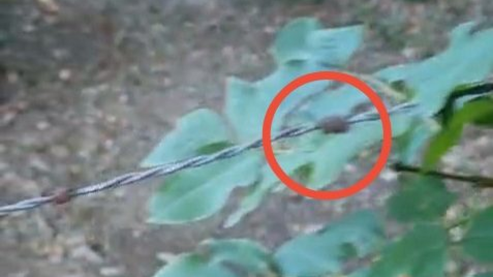 Filo spinato teso tra gli alberi: la Forestale indaga sulla trappola per motociclisti