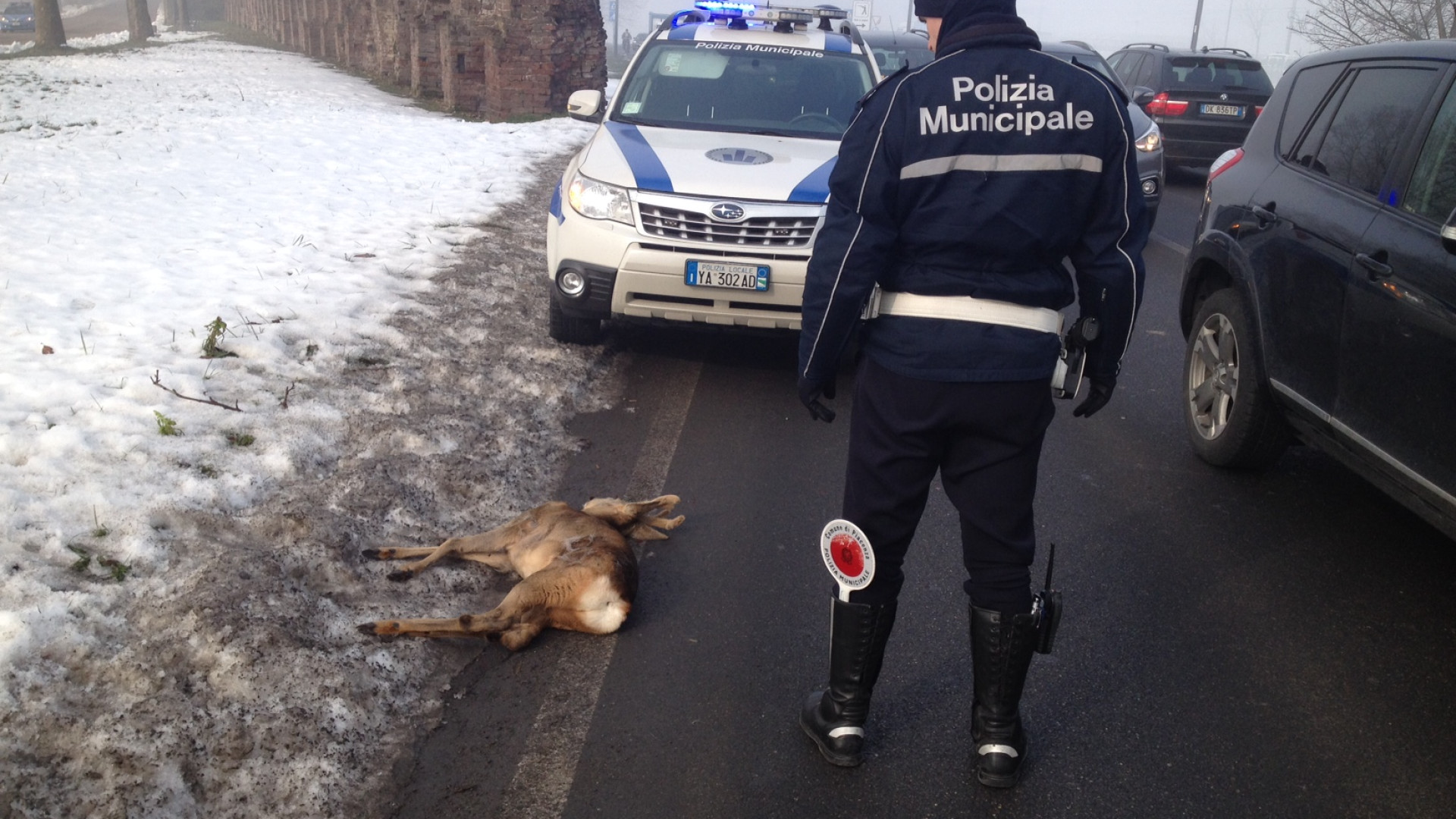 Cucciolo di capriolo muore investito da due auto in via Maculani