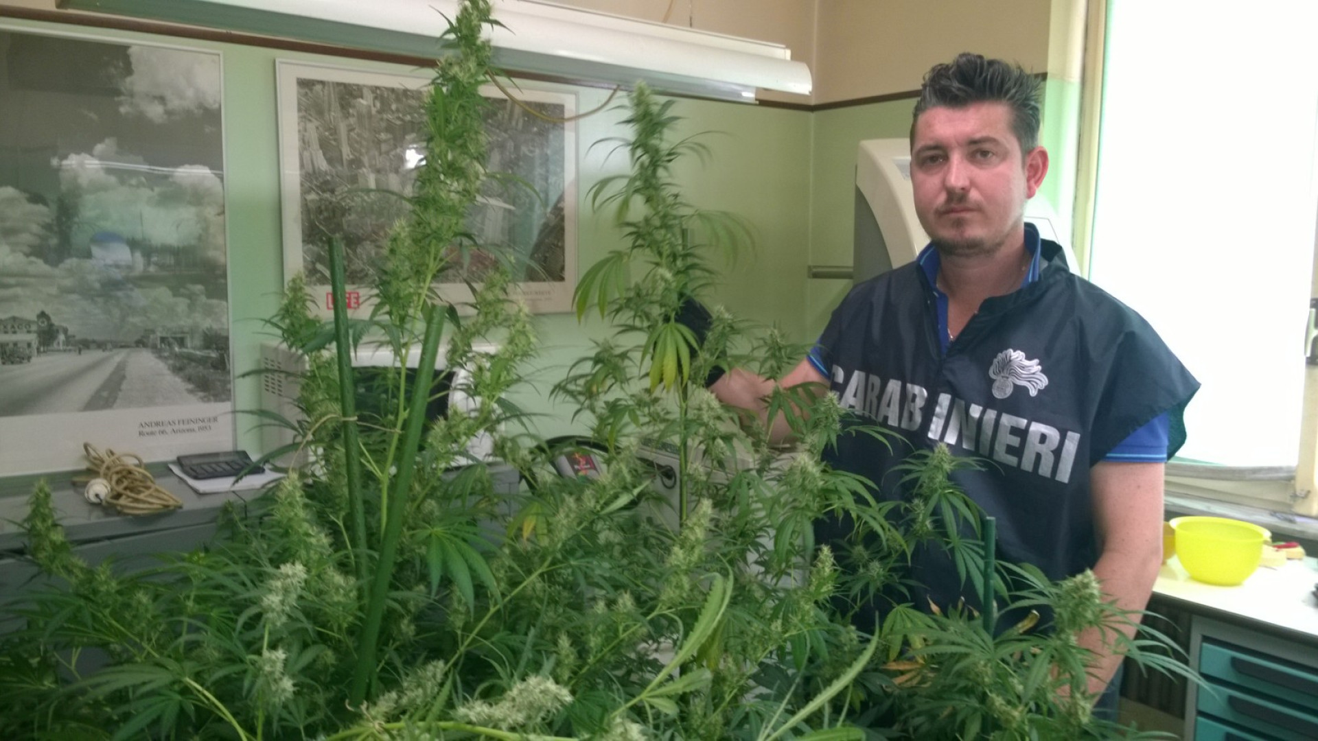 Piantagione di marijuana in casa, odontotecnico denunciato