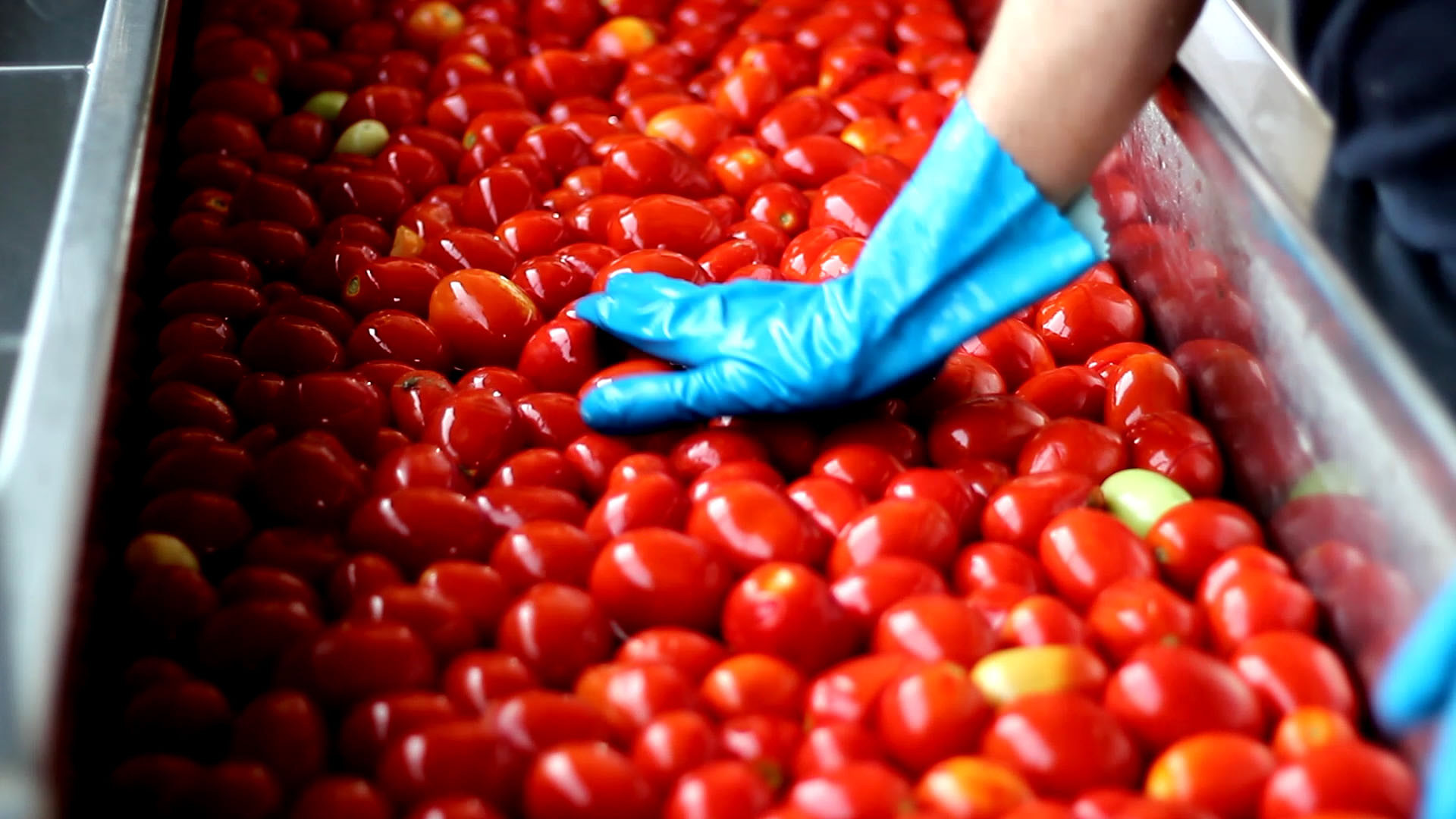Campagna pomodori già partita alla Steriltom di Casaliggio. Saranno lavorate 220mila tonnellate