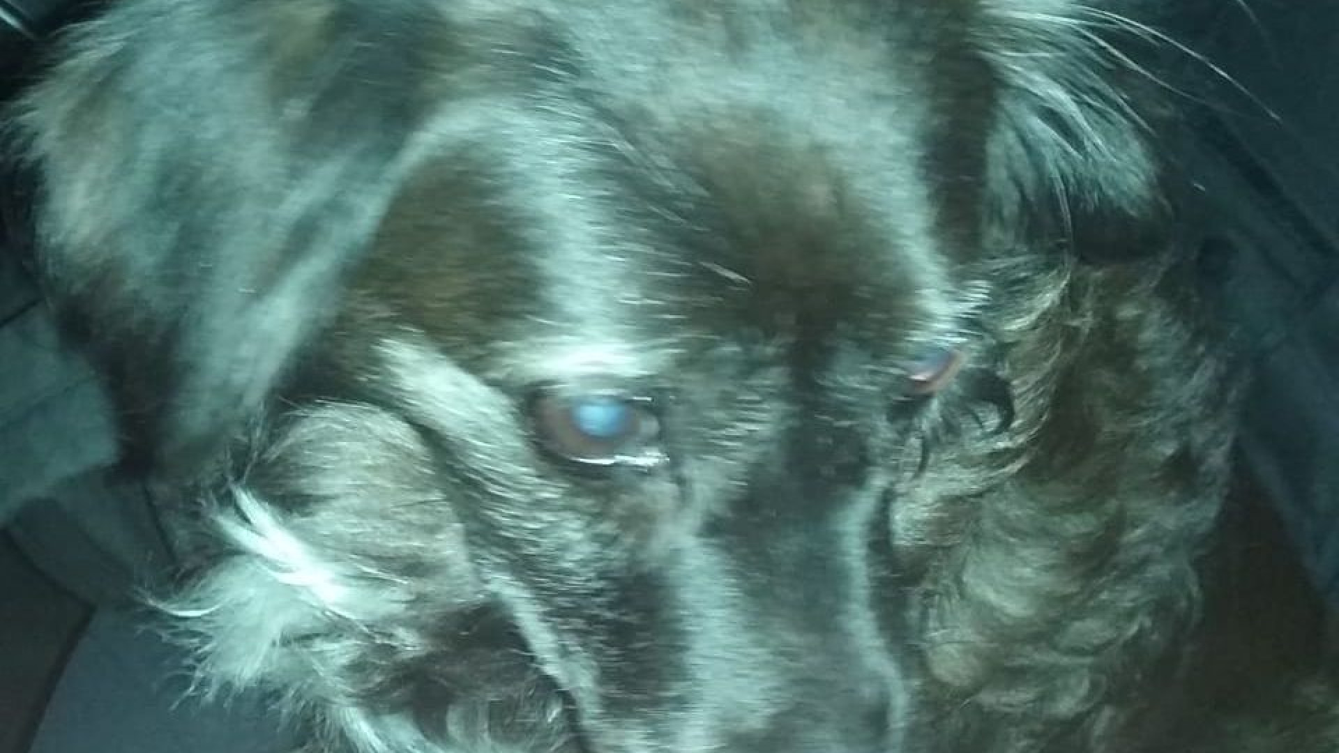 Cagnolino vaga nella notte, guardia giurata lo salva dall'investimento