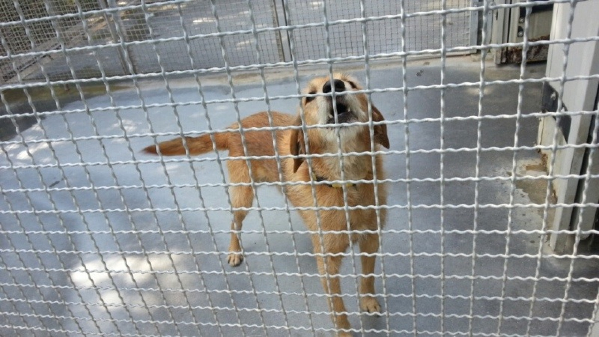 Cinquanta cani in attesa di padrone: porte aperte al canile di Piacenza