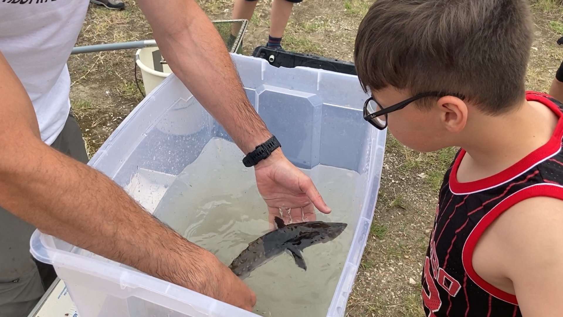 Il pesce-simbolo torna nel Po: oltre 500 storioni liberati dagli studenti a San Nazzaro