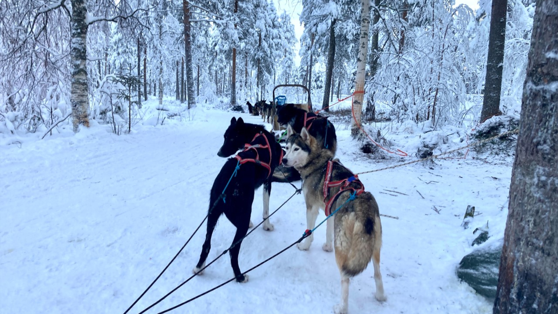 Un passo nel mondo. Silenzio, neve e falò nella terra di Babbo Natale: la Lapponia