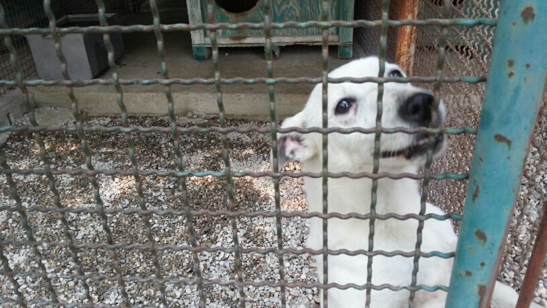 Canile comunale, gestione riaffidata al Consorzio Indaco per un anno