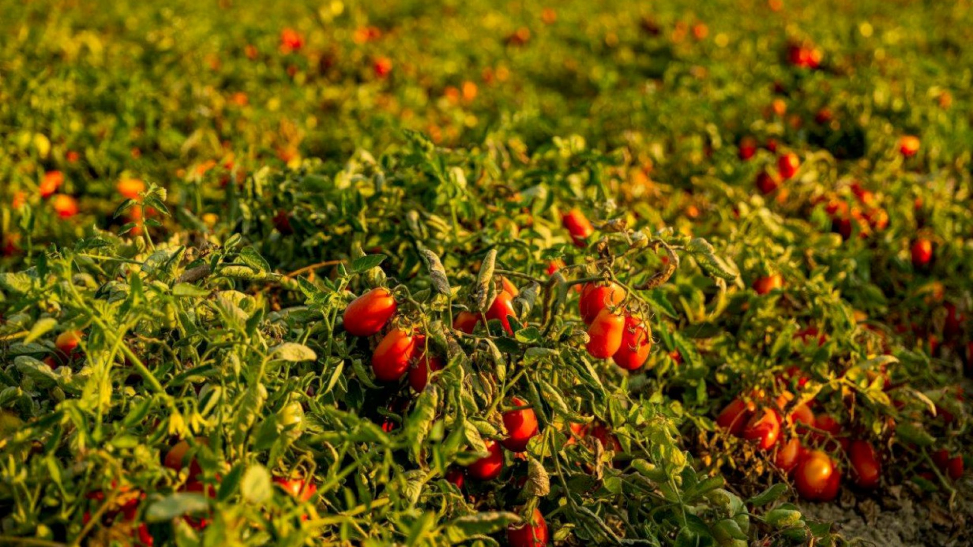 Pomodoro da industria, Alessandro Squeri: “Raccolta in calo causa maltempo"