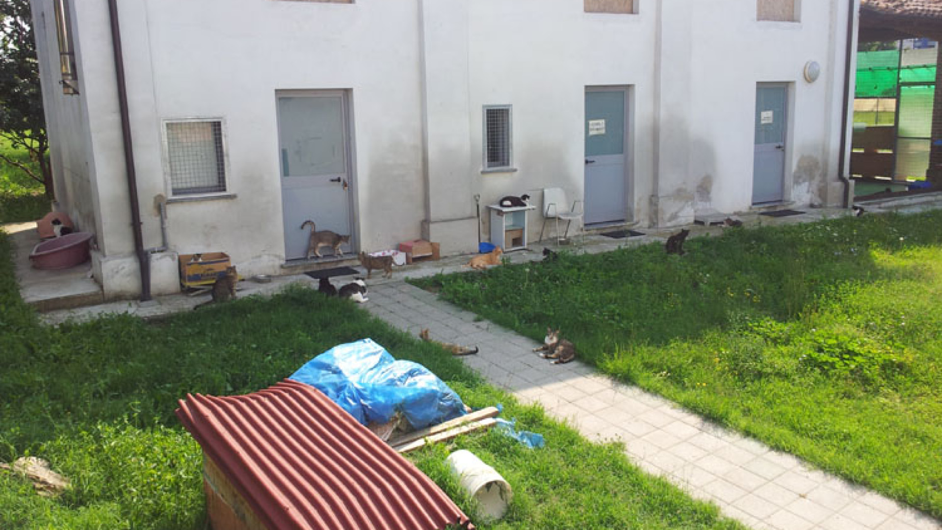 Comune di Piacenza, 50mila euro per associazioni animaliste e gattile