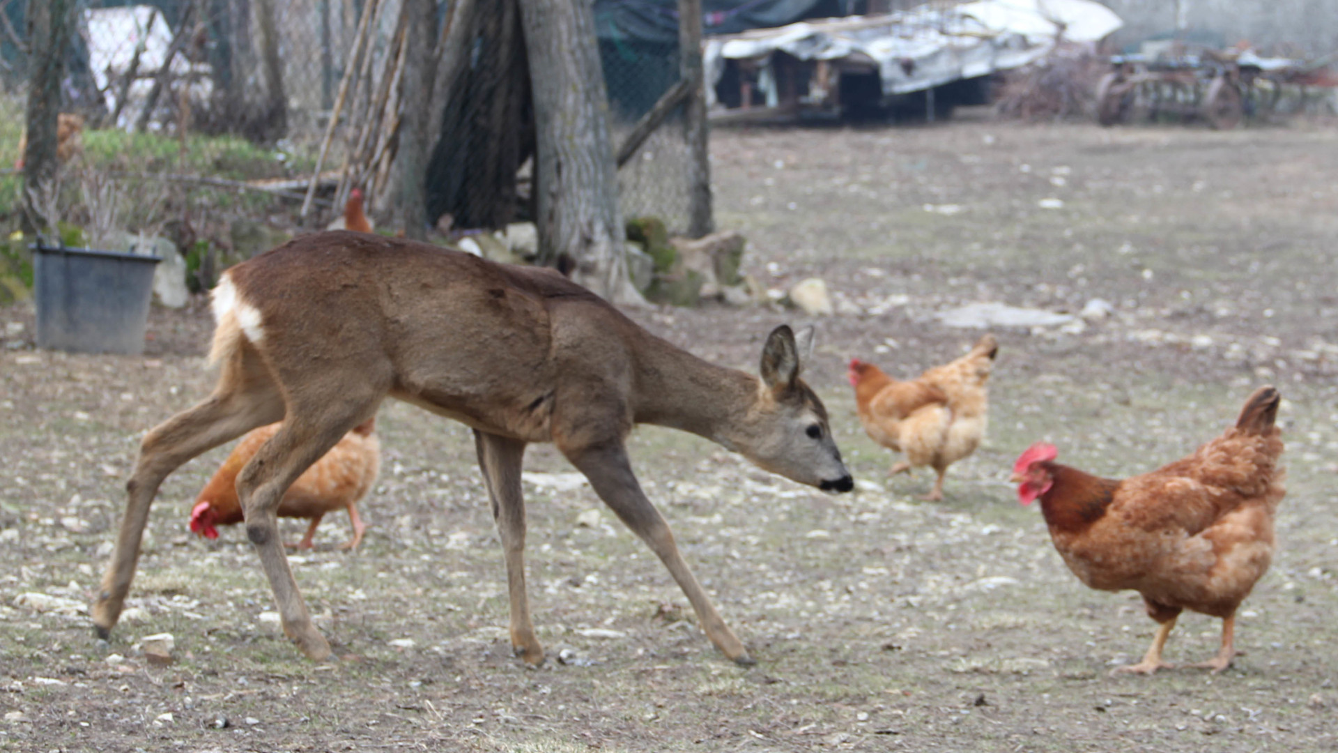 Salvano Bambi sbranato da animali selvatici, il capriolo torna dai suoi "amici" per un saluto FOTO