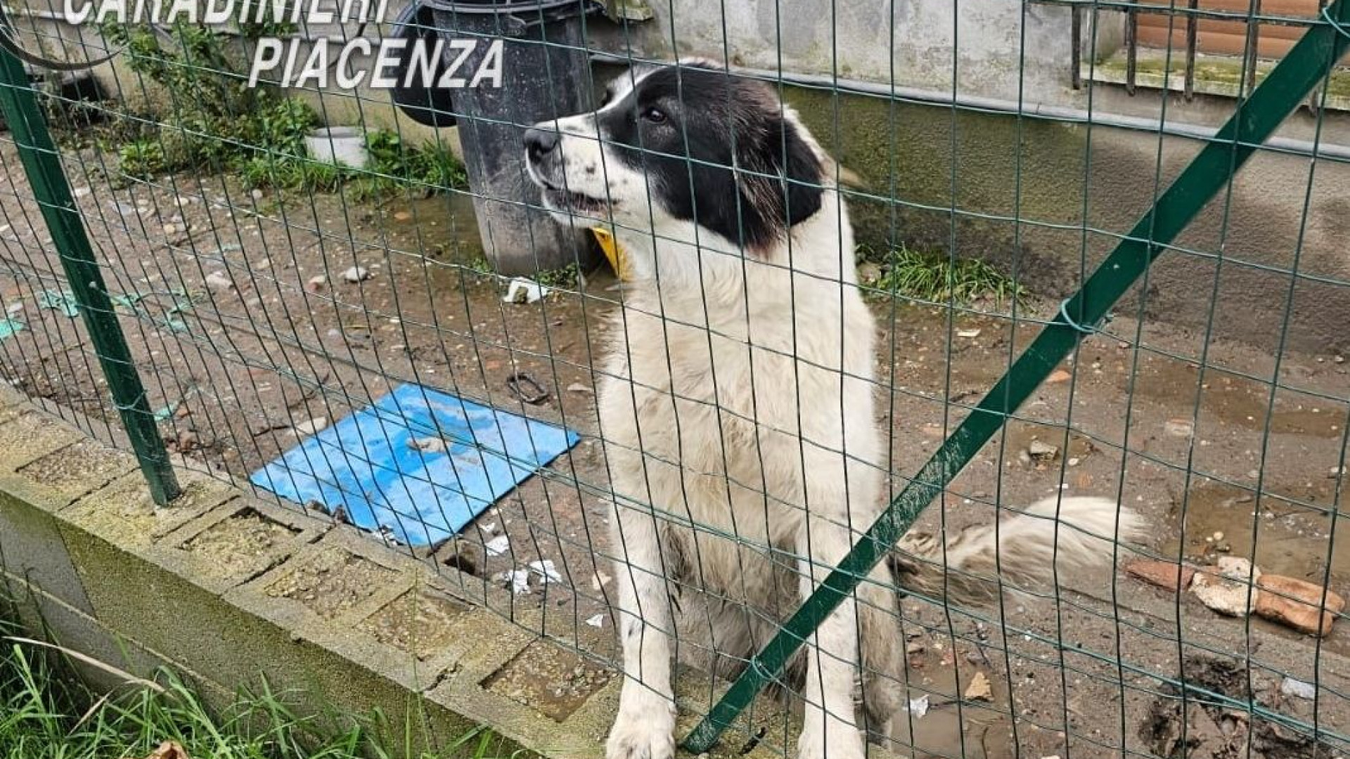 Lascia il cane sotto la pioggia battente: 50enne denunciato per maltrattamenti